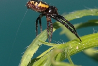 L'araigne Napolon ou le thomise globuleux. Une femelle (Araneae - Thomisidae - Synema globosum)